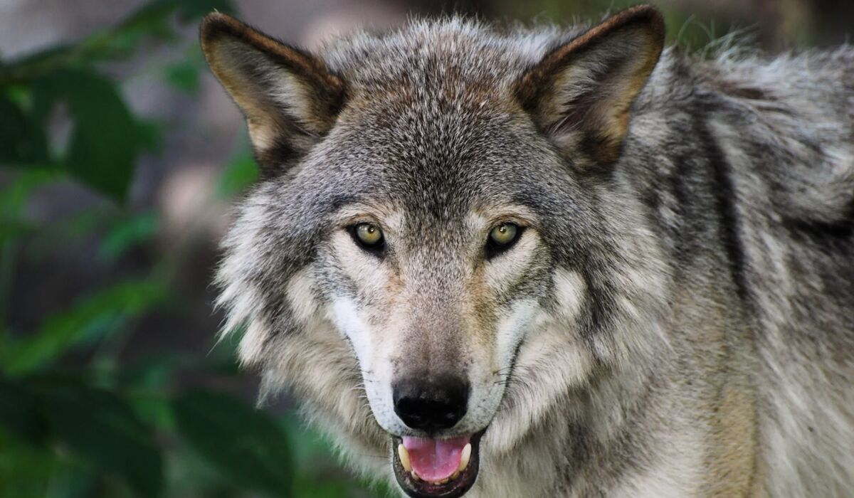 Prof. Monica Ogra, Megan McArthur ’26 team up to rewrite narrative on wolves