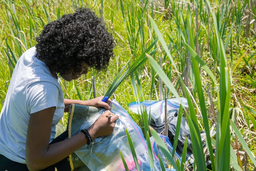 A student collecting samples of water, soil and plants